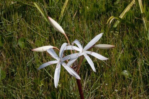 Crinum americanum #24